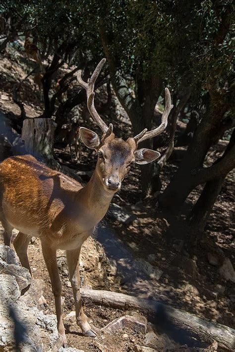  Journey into the Wild: Exploring the Untamed Terrain of Self-Discovery